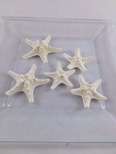 Starfish rhinoceros bleached 5-7 cm 5 p.